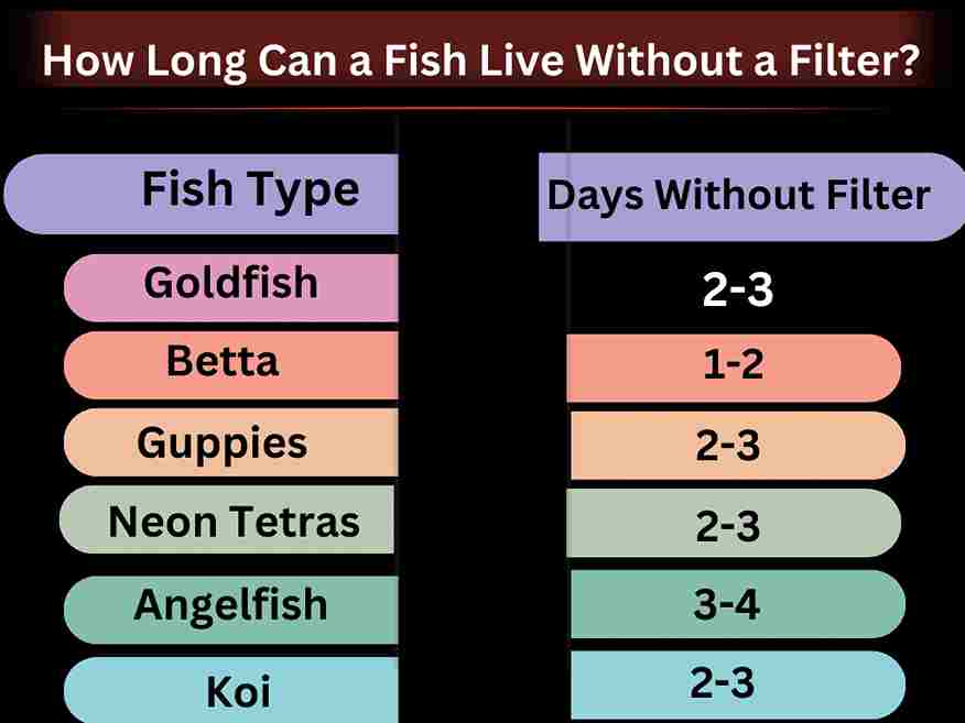 How Long Can a Fish Live Without a Filter?
