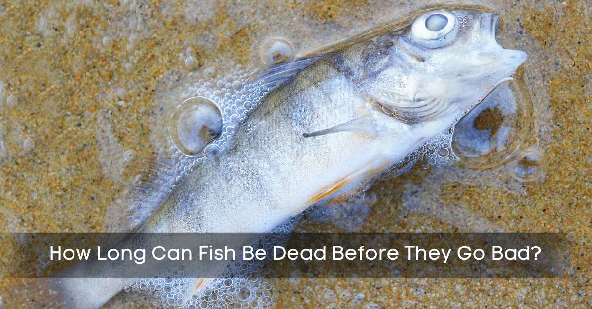How Long Can Fish Be Dead Before They Go Bad?