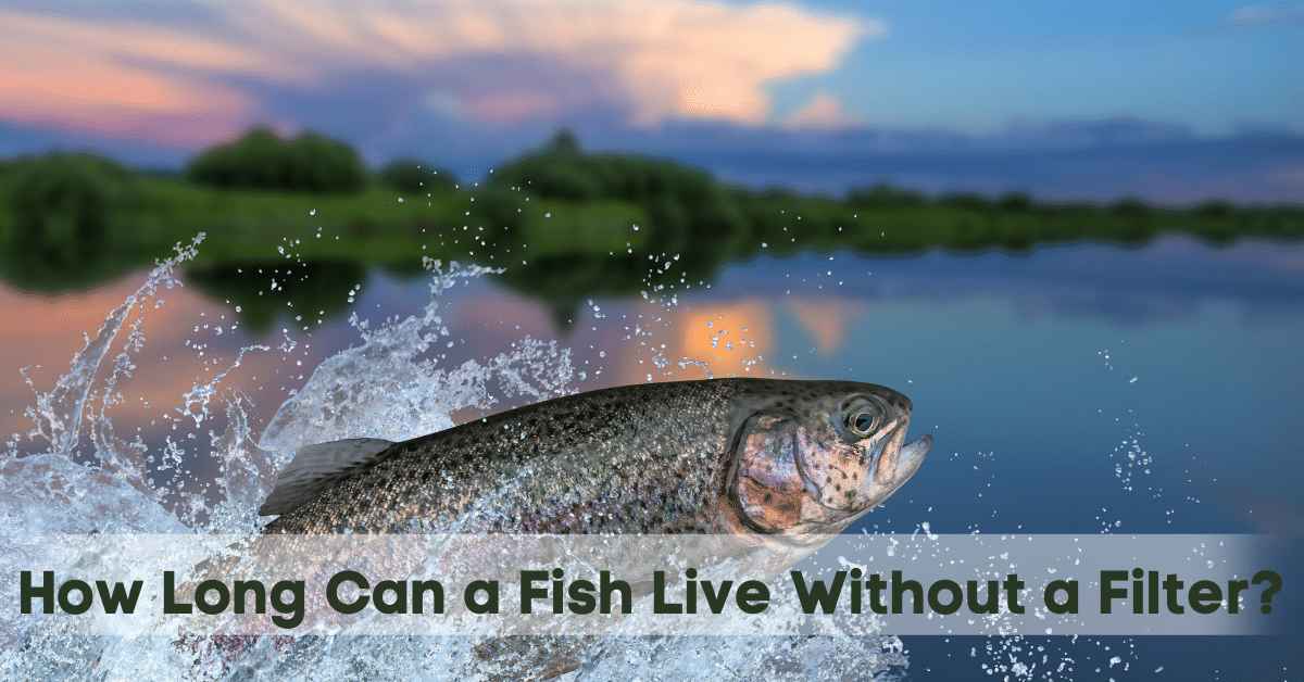 How Long Can a Fish Live Without a Filter?