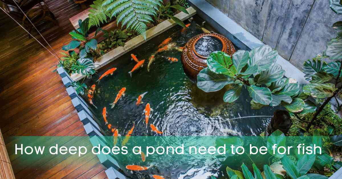 How deep does a pond need to be for fish?