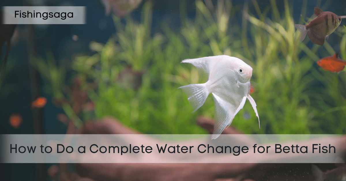 How to Do a Complete Water Change for Betta Fish