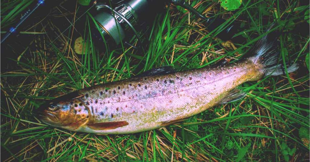 How to Set Up a Line for Trout Fishing