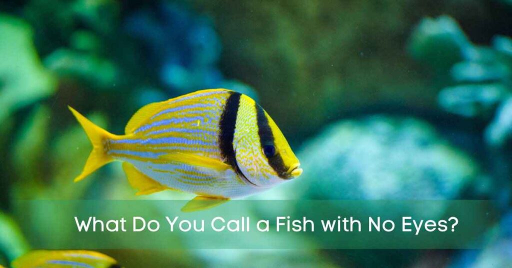 What Do You Call a Fish with No Eyes?