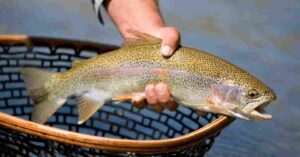 How to Easily Catch Trout from Shore