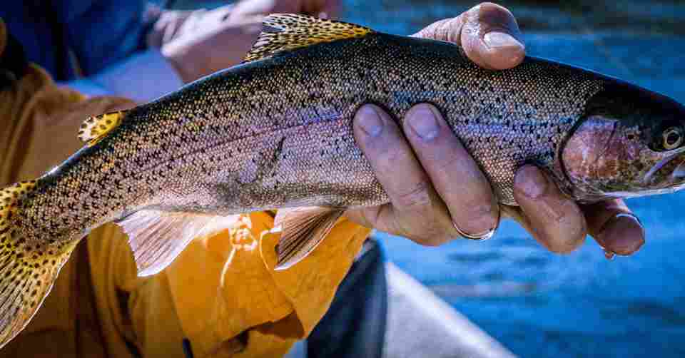 How To Easily Catch Trout From Shore 4424