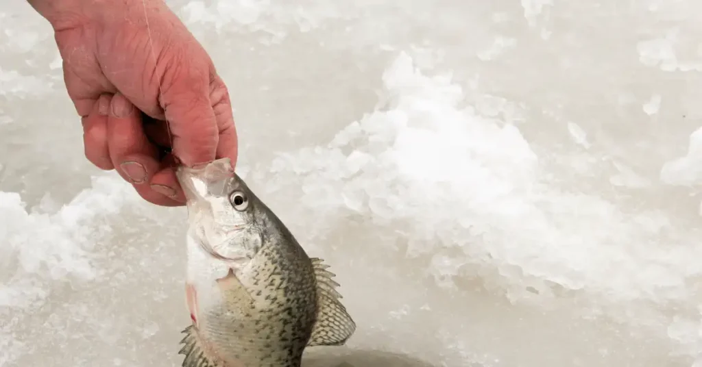 Ice Fishing for Crappie