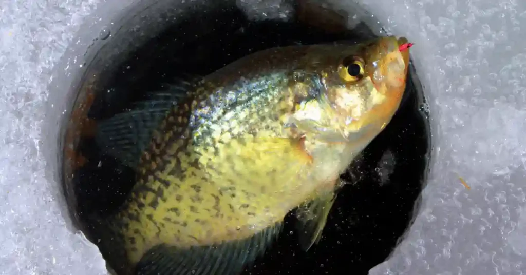 Ice Fishing for Crappie