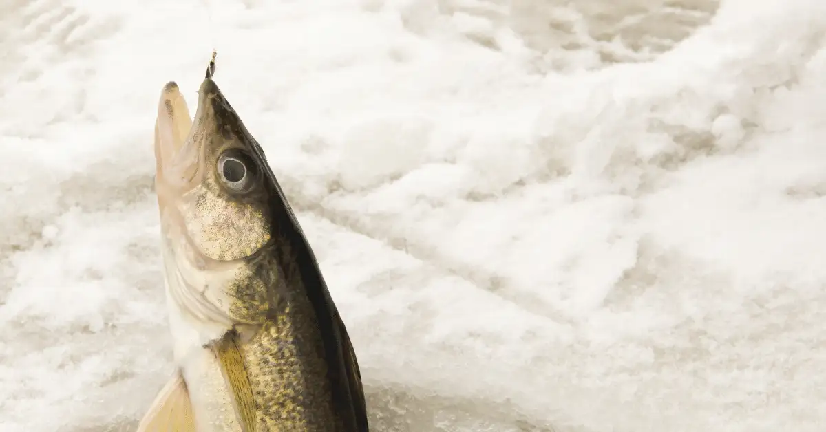 15 Best Ice Fishing Tips for Walleye