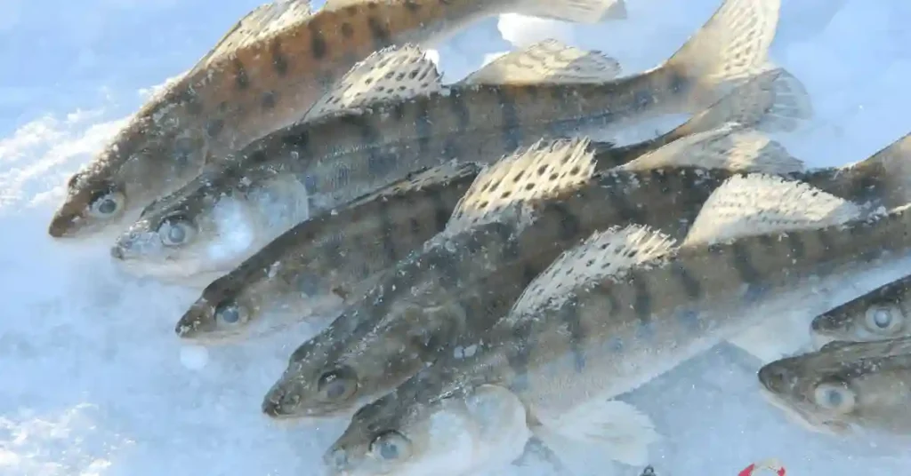 15 Best Ice Fishing Tips for Walleye