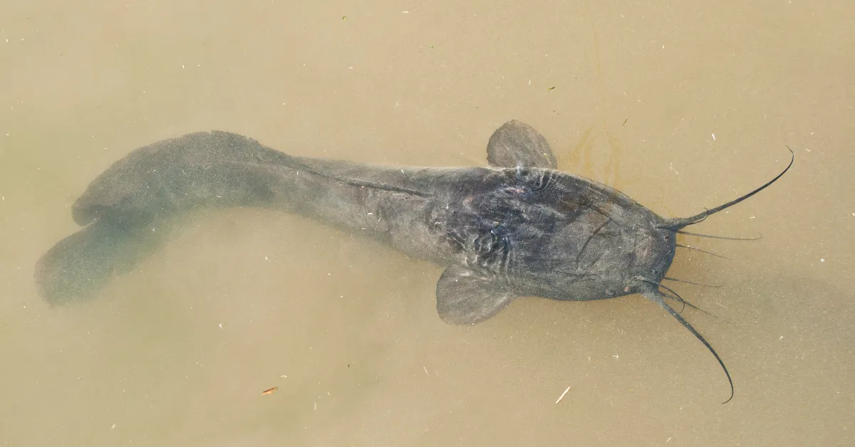 catfish in muddy water
