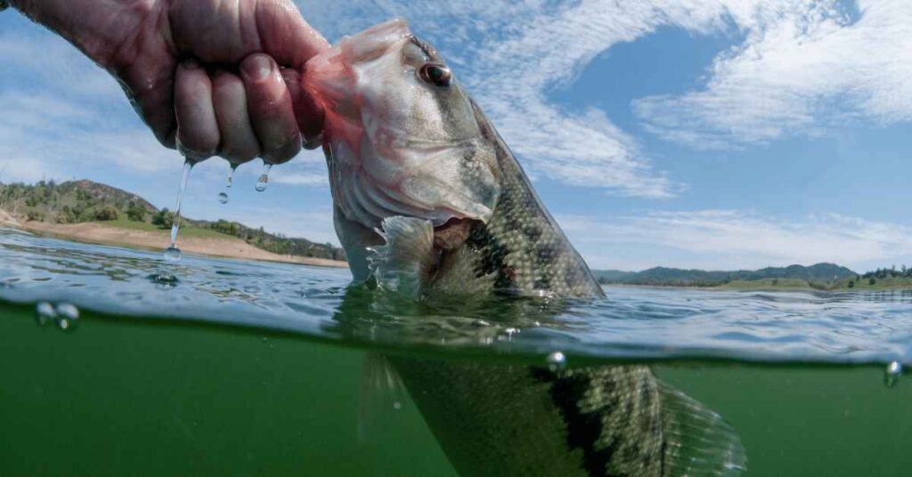 Tips for Bass Fishing