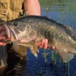 Why is Bass Fishing So Popular