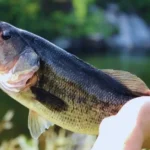 Is Bass Fishing a Sport?