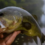 Best Weather for Bass Fishing