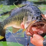 Do You Use Weights for Bass Fishing?