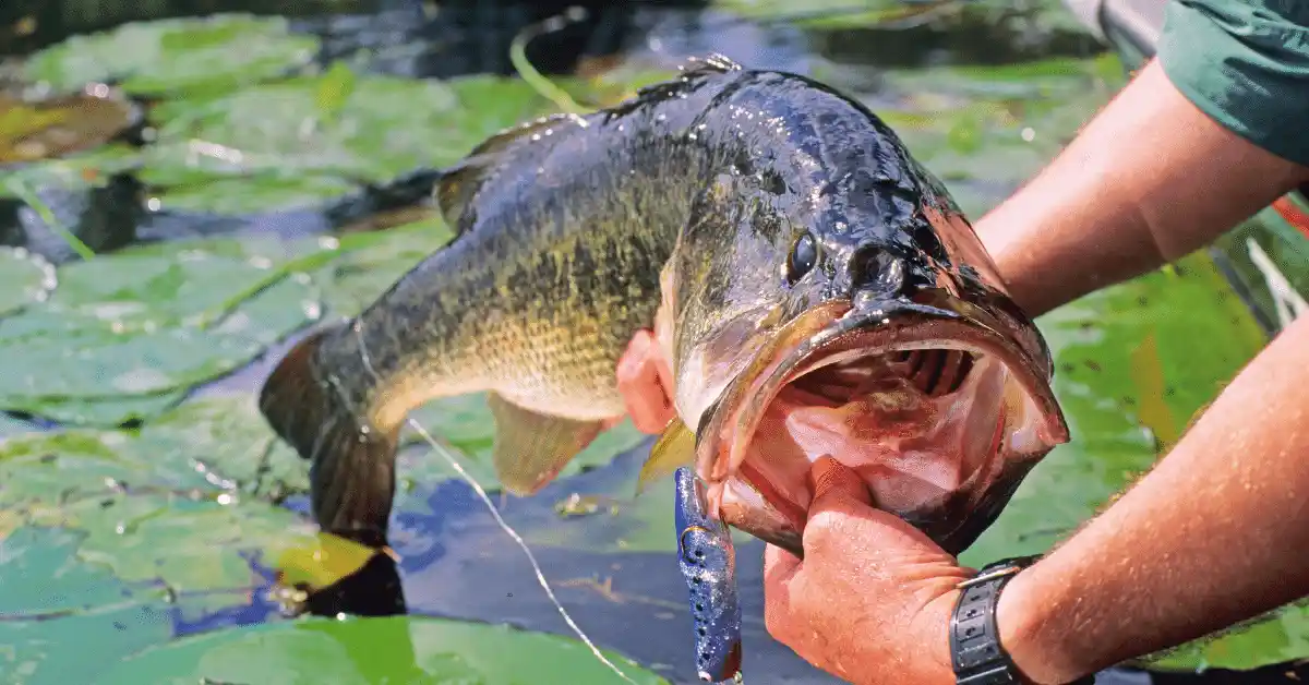 Do You Use Weights for Bass Fishing?