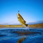 Tips for Bass Fishing