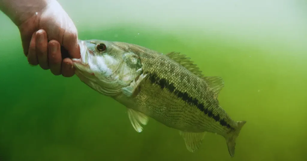 Why is Bass Fishing So Popular