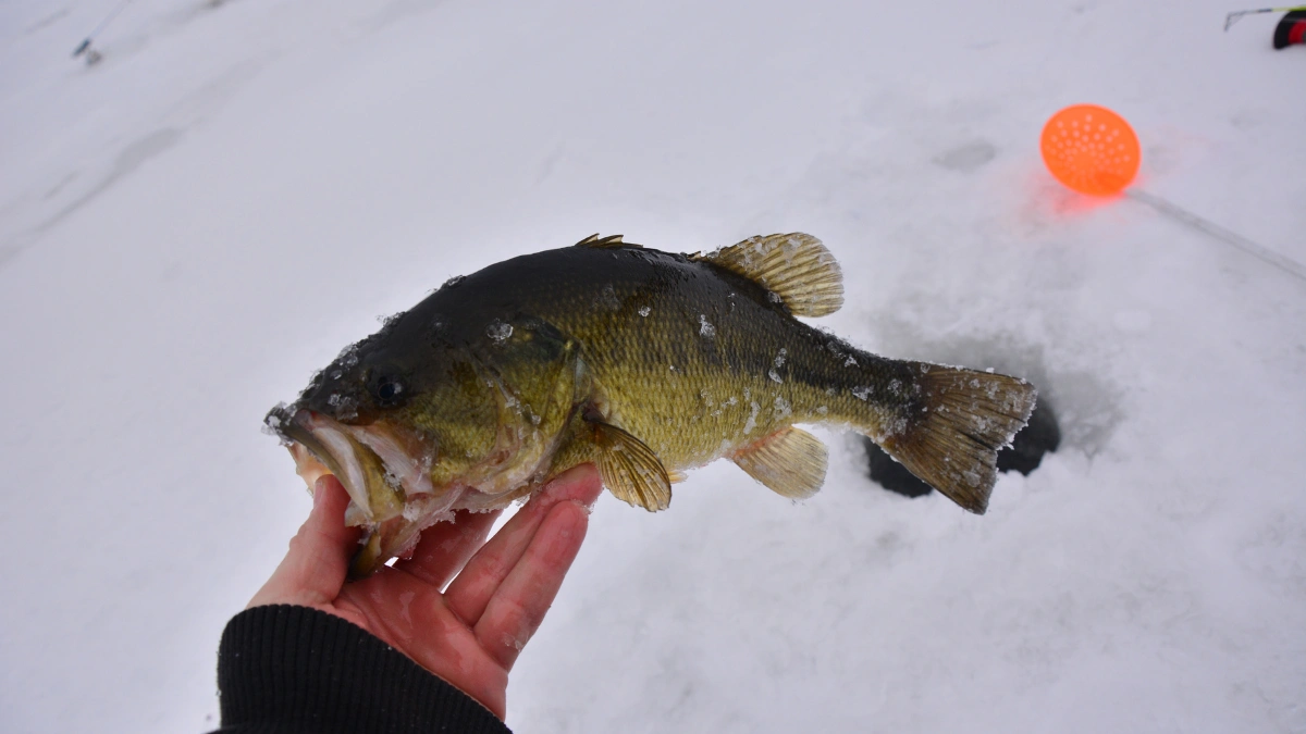 bass in the cold