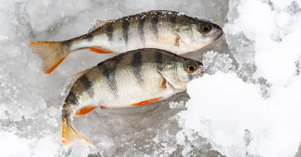 Where Do Bass Go in the Winter? [bass in snow in cold, winter fishing on ice]