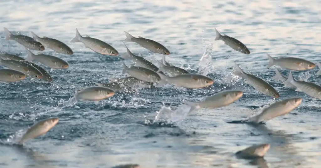 Multiple fish jumping out of the water.