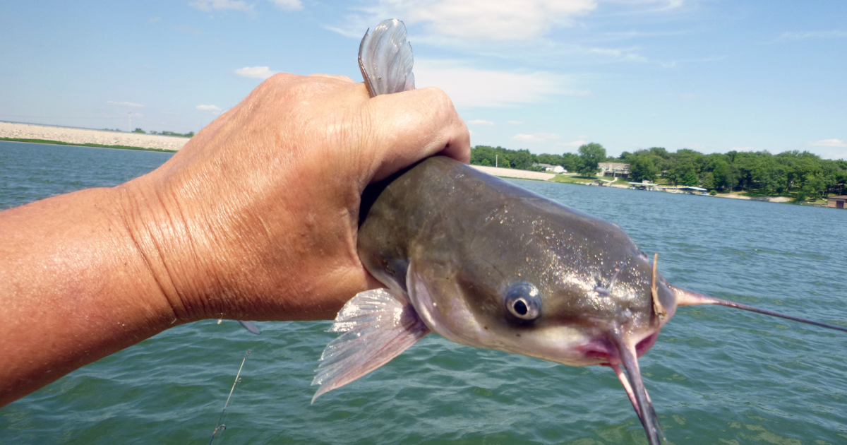 New Research Exposes: Are Catfish Bottom Feeders?