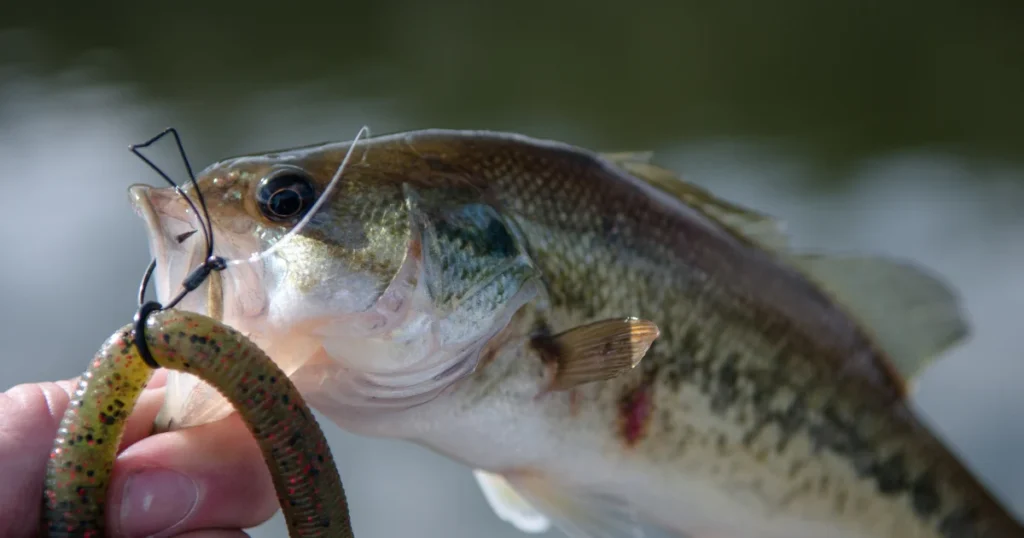 Can You Fish with Dead Worms for Bass, largemouth bass