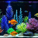 Best Aquarium Lighting for Fish Color