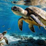 🐢 Can Turtles Eat Fish Food? A curious turtle exploring fish food pellets in a clear aquatic setting.